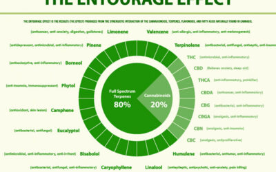 The difference between cannabinoids and terpenes